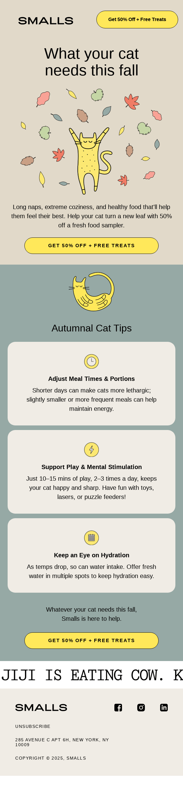 Your guide to fall cat comfort 🍂