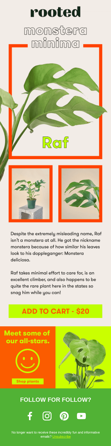 🌱 YOUR MINI MONSTERA IS HERE 🌱