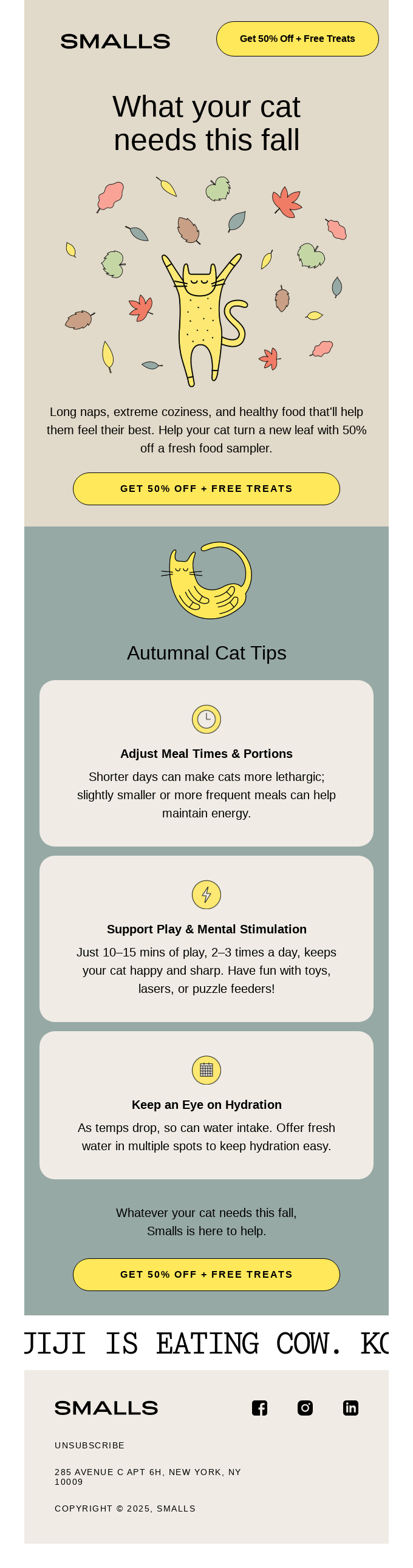 Your guide to fall cat comfort 🍂